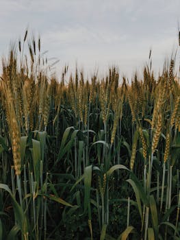 A Wheat Field Under the Cloudy Sky