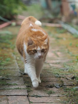 Cat walking on the path