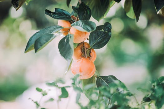 Fresh Ripe Persimmons Growing on Tree Branch